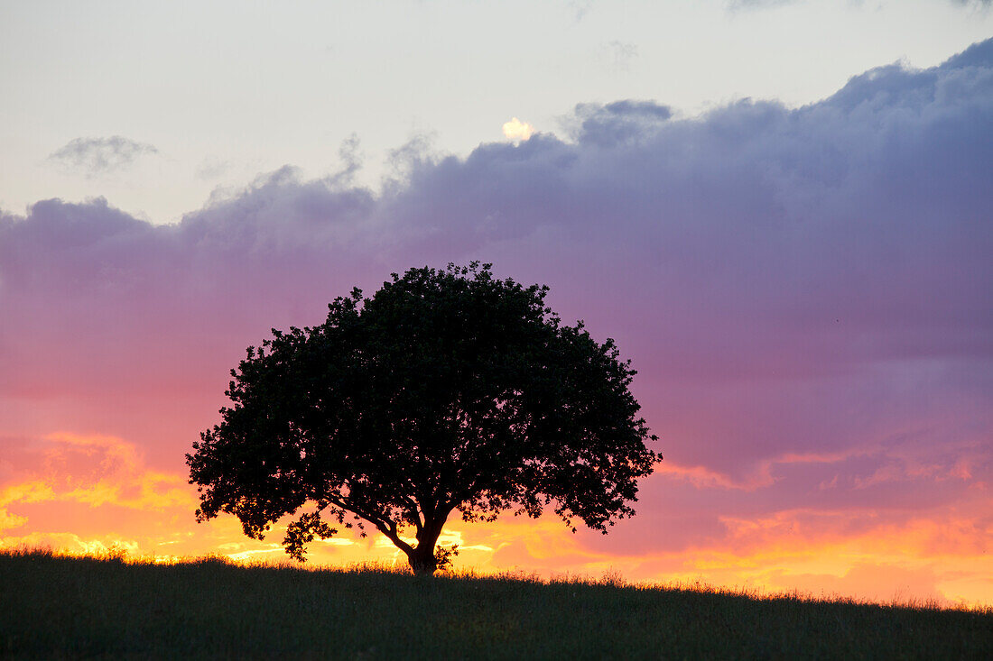 Baum im Sonnenuntergang, Provinz Schonen, Schweden