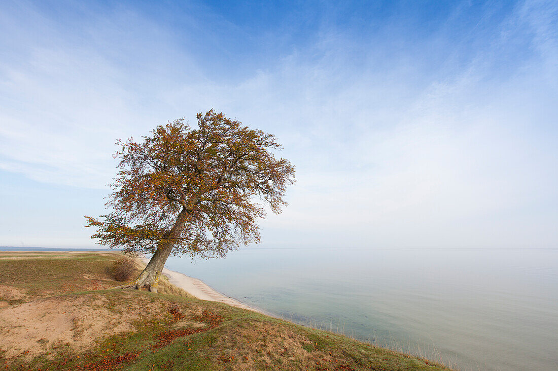 Buche, Rotbuche, Fagus sylvatica, einsamer Baum, Herbst, Provinz Schonen, Schweden