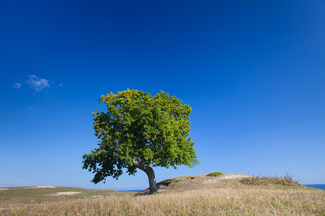  Pedunculate oak, Quercus robur, lonely tree, summer, Scania Province, Sweden 