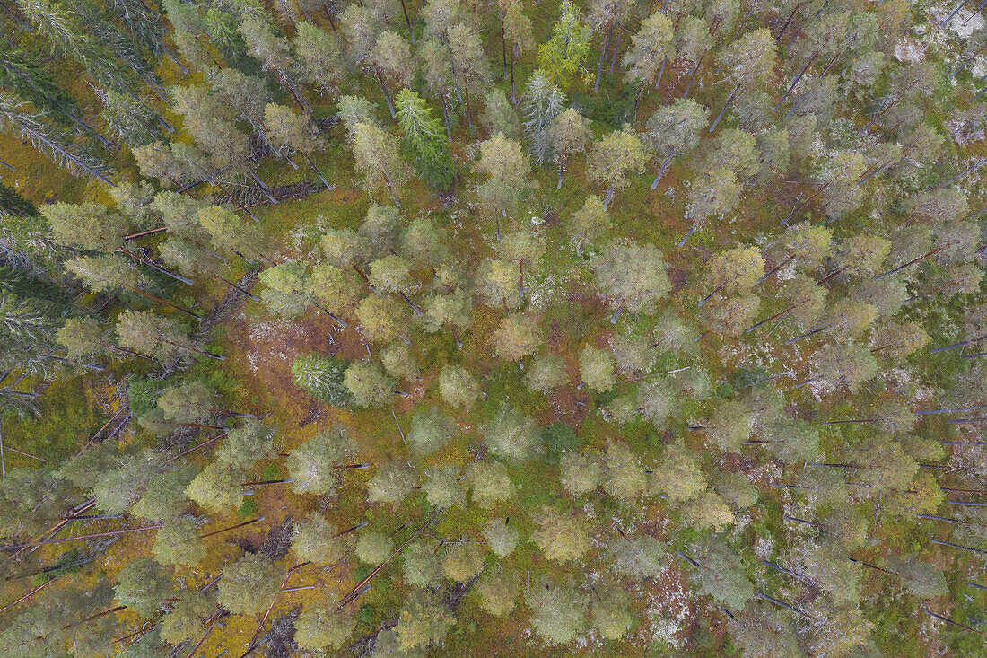 Einsamer Weg im Wald, Herbst, Dalarna, Schweden