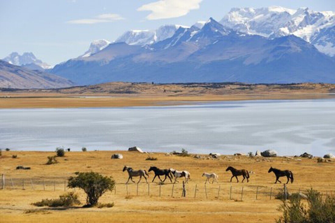 Pferde, Estancia Rio Mitre am Ufer des Argentino-See, rund um El Calafate, Patagonien, Argentinien, Südamerika