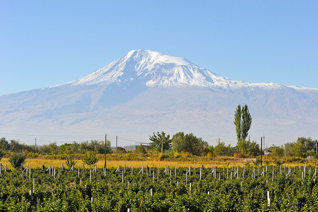 vineyards in Ararat plain near Artashat, with the Mount Ararat in the background, 30 km southeast of Erevan, Armenia, Eurasia