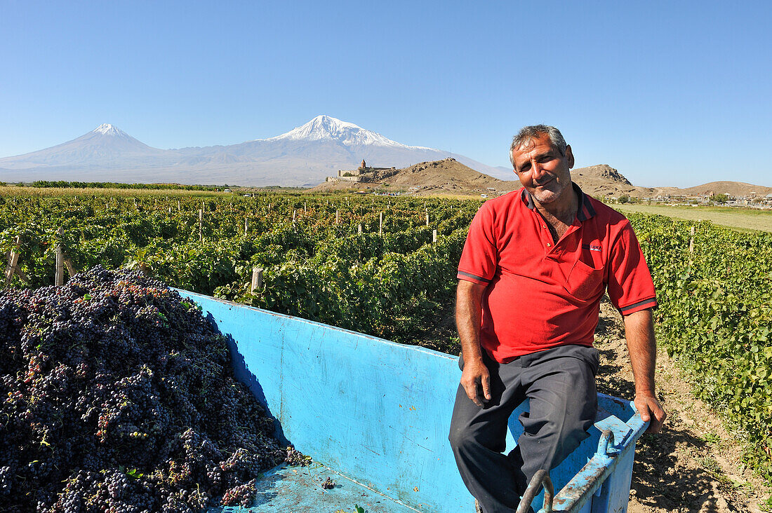  Traubenpflücker in den Weinbergen vor dem Kloster Chor Wirap, Ararat-Ebene, Berg Ararat im Hintergrund, Artaschat, Armenien, Eurasien 