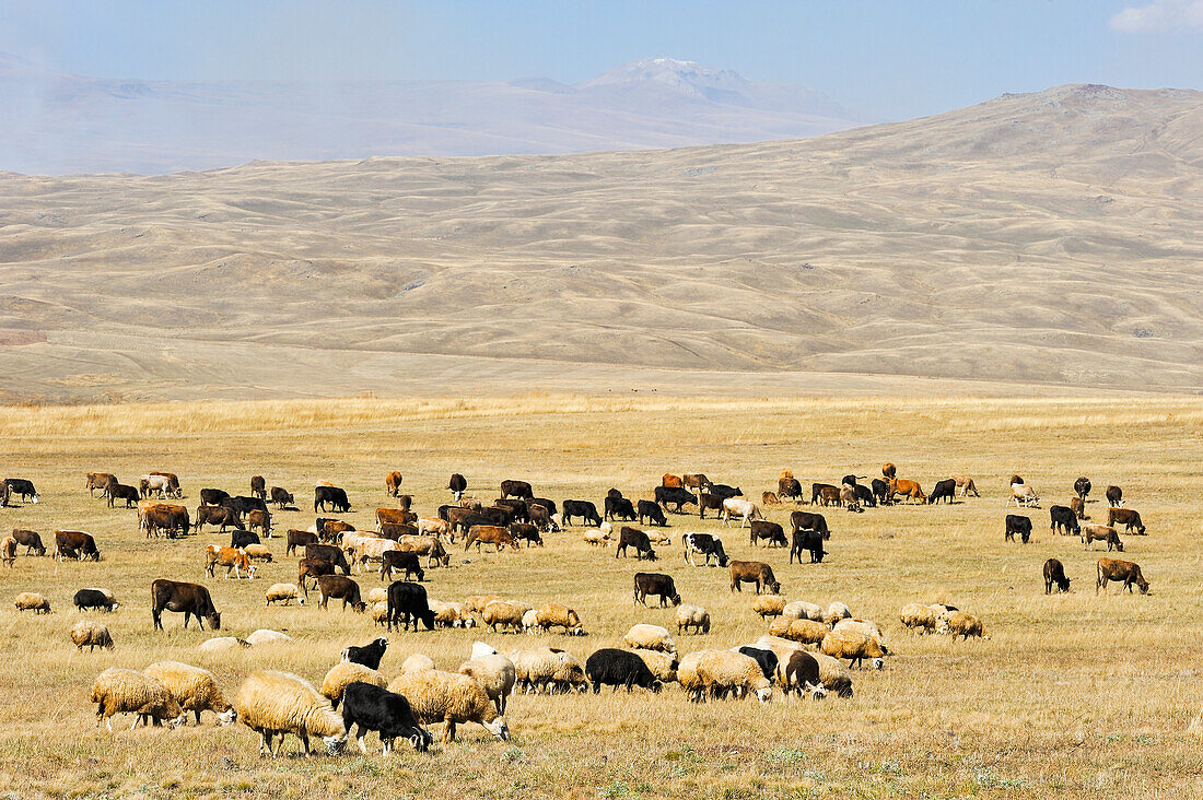 cattle on the Argitchi plateau, with the  Armaghan volcano in the background, Gegharkunik region, Armenia, Eurasia