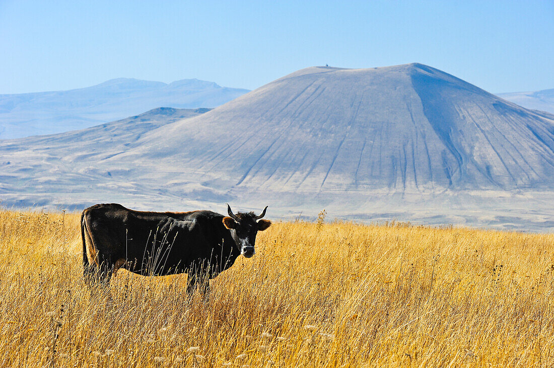  Rinder auf der Argitchi-Hochebene, im Hintergrund der Vulkan Armaghan, Region Gegharkunik, Armenien, Eurasien 