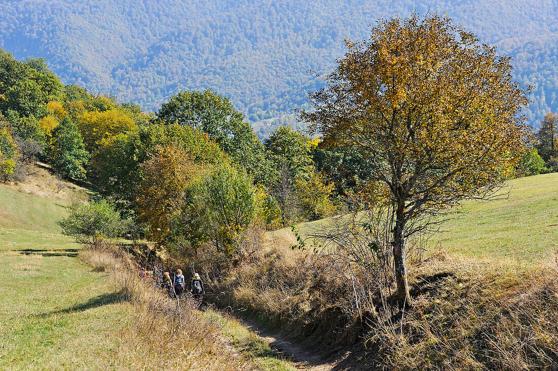  Weide im Dilijan Nationalpark, in der Nähe des Dorfes Gosh, Tavush Region, Armenien, Eurasien 