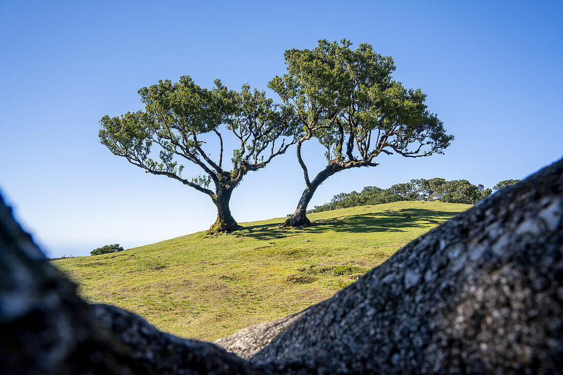  Single laurel trees in Fanal, Madeira, Portugal. 