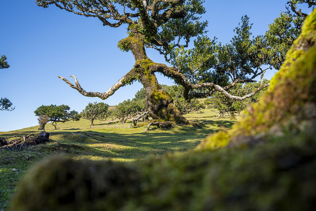  Laurel tree with a figure reminiscent of a magician, Fanal, Madeira, Portugal. 