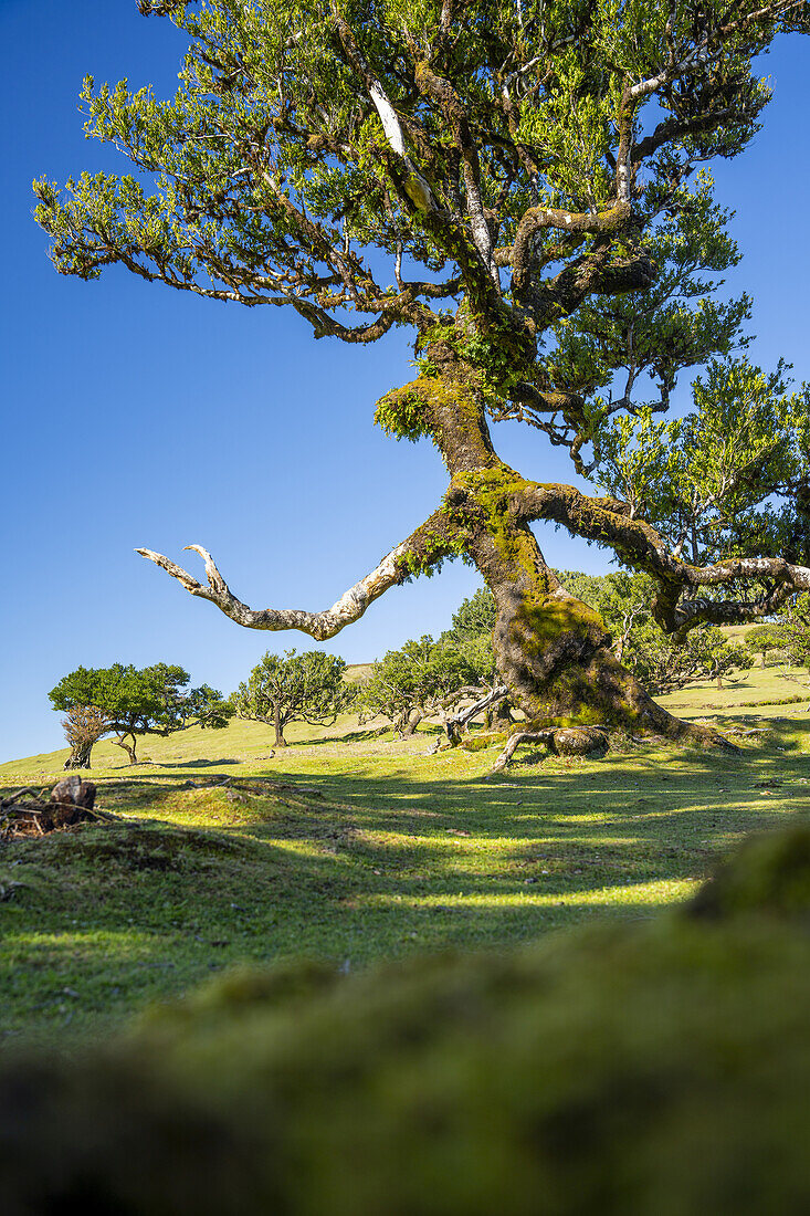 Lorbeerbaum mit einer, an einen Zauberer erinnernden Gestalt, Fanal, Madeira, Portugal.