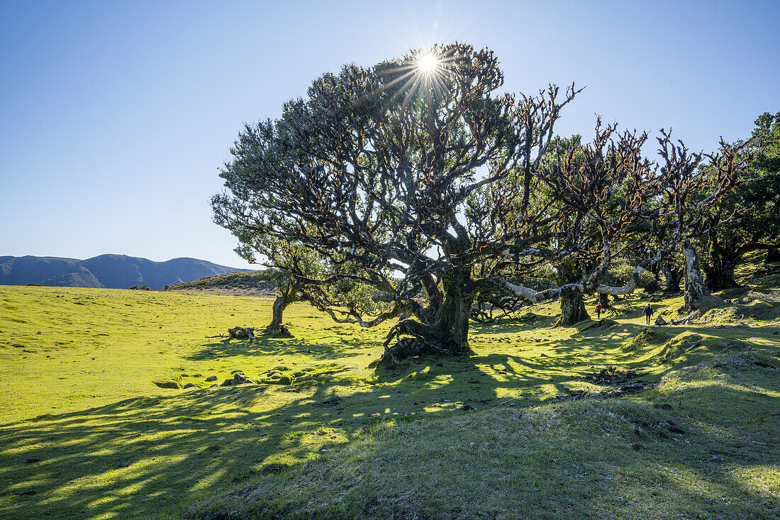  Group of laurel trees backlit in Fanal, Madeira, Portugal. 