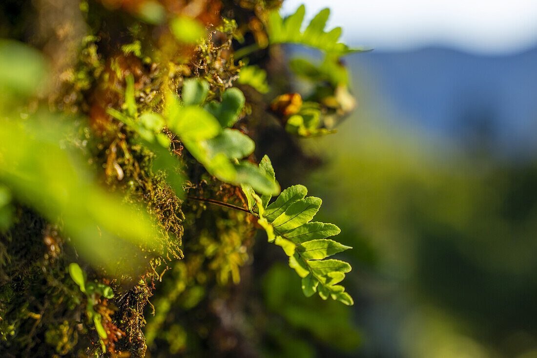 Lorbeerblatt am Stamm eines Lorbeerbaumes in Fanal, Madeira, Portugal.