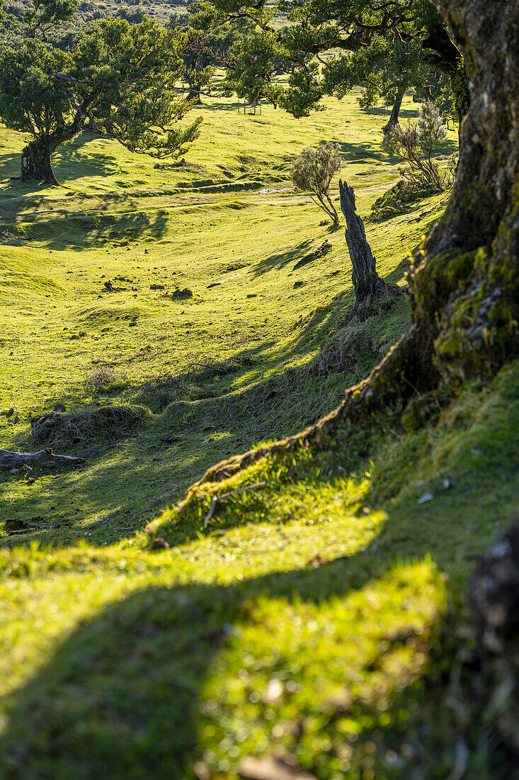 Stimmungsbild von den grünen Wiesen in Fanal, Madeira, Portugal.