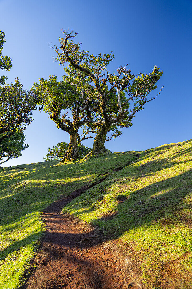  Hiking trail through the laurel trees in Fanal, Madeira, Portugal. 