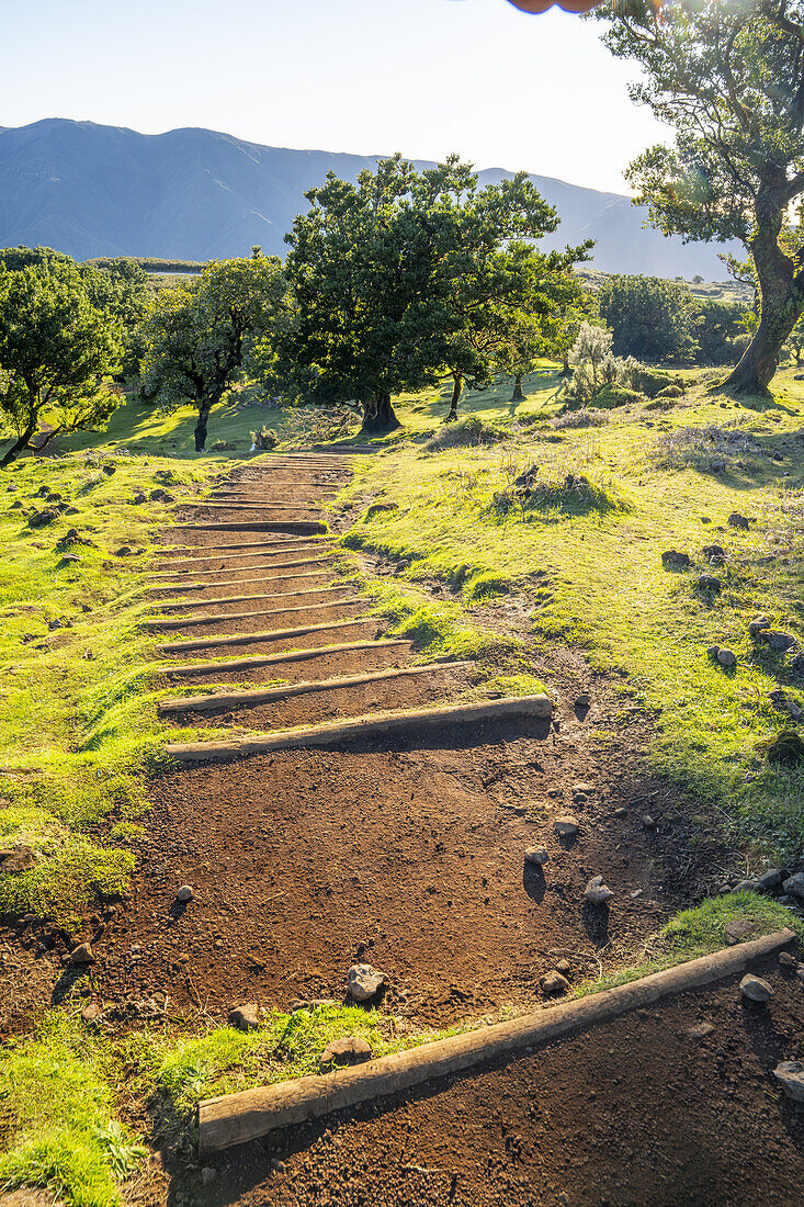 Wanderweg mit Stufen durch die Lorbeerbäume in Fanal, Madeira, Portugal.