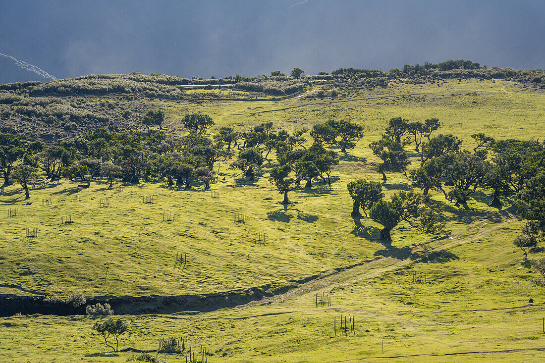  View from above of the laurel trees and pastures of Fanal, Madeira, Portugal. 