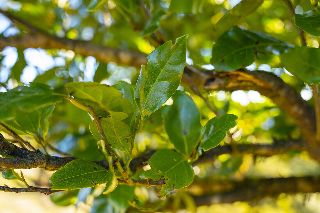 Lorbeerblatt am Stamm eines Lorbeerbaumes in Fanal, Madeira, Portugal.