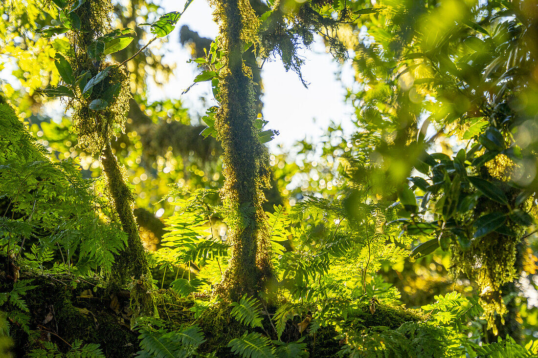 Moosbewachsende Stämme und Äste von knorrigen Lorbeerbäumen in Fanal, Madeira, Portugal.