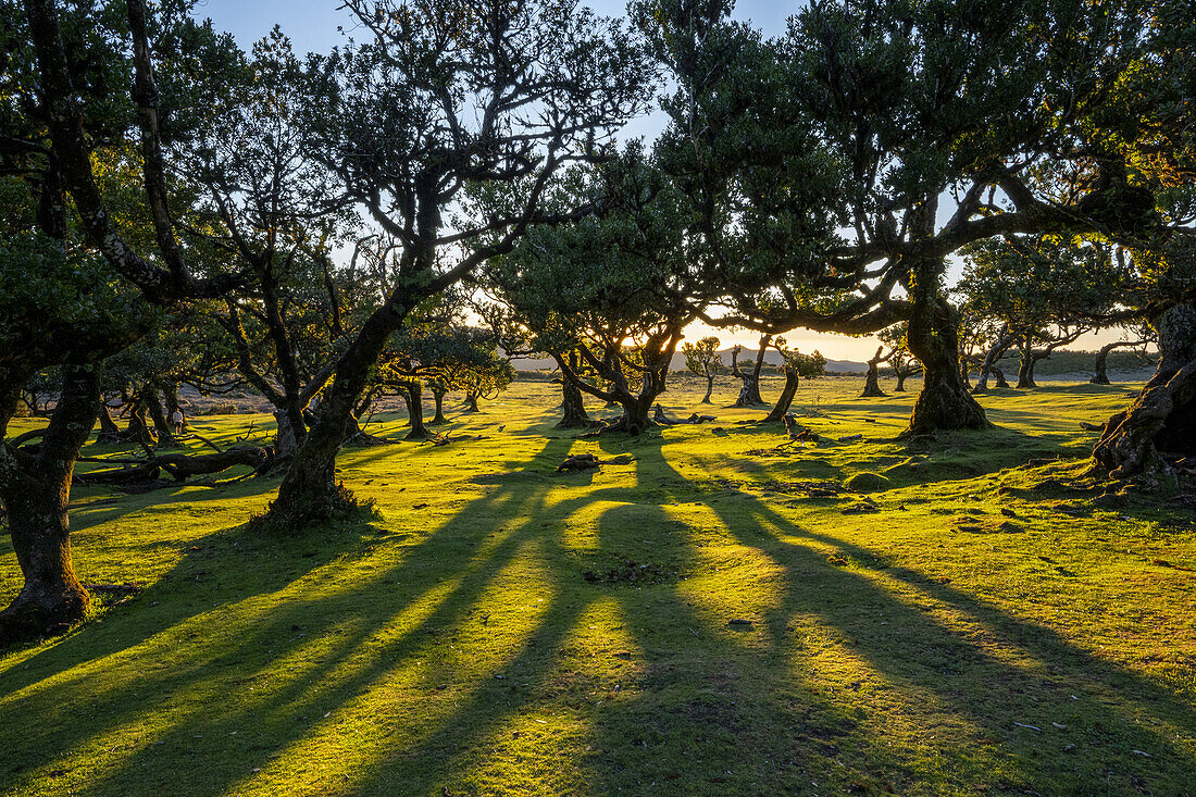  Forest of laurel trees in the evening light in Fanal, Madeira, Portugal. 