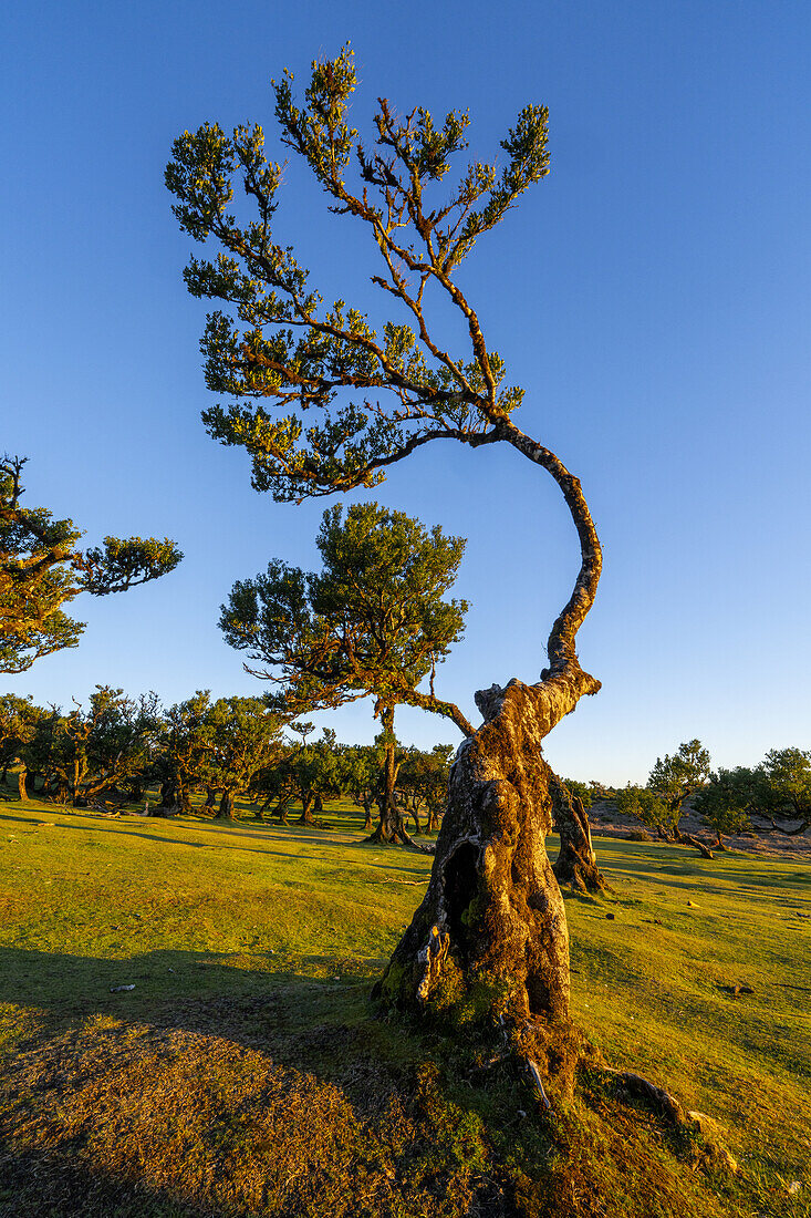 Lorbeerbaum im Abendlicht Fanal, Madeira, Portugal.