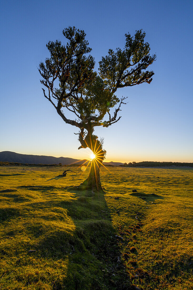 Lorbeerbaum mit Sonnenstern im Abendlicht Fanal, Madeira, Portugal.