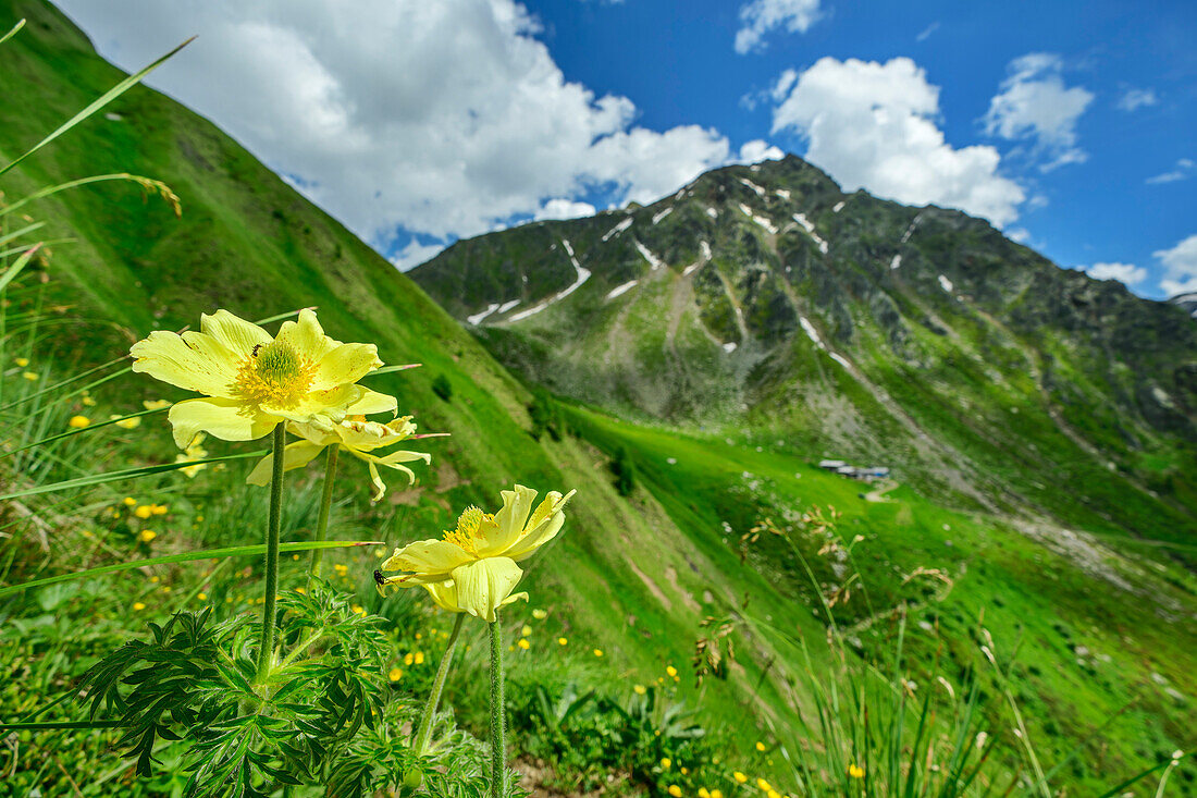  Sulphur-yellow anemones with Hochgrubbachspitz in the background, Pfunderer Höhenweg, Zillertal Alps, South Tyrol, Italy 