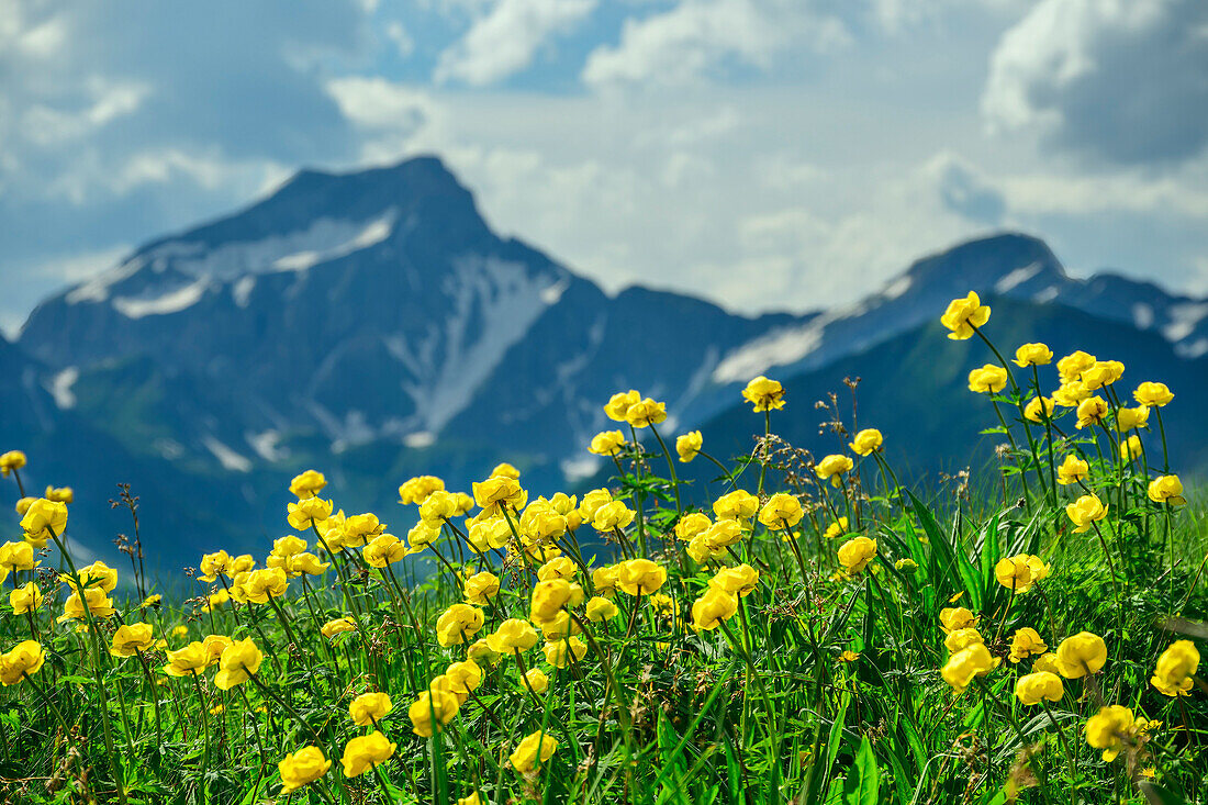 Blühende Trollblumen mit Grabspitz und Felbespitze unscharf im Hintergrund, Pfunderer Höhenweg, Zillertaler Alpen, Südtirol, Italien