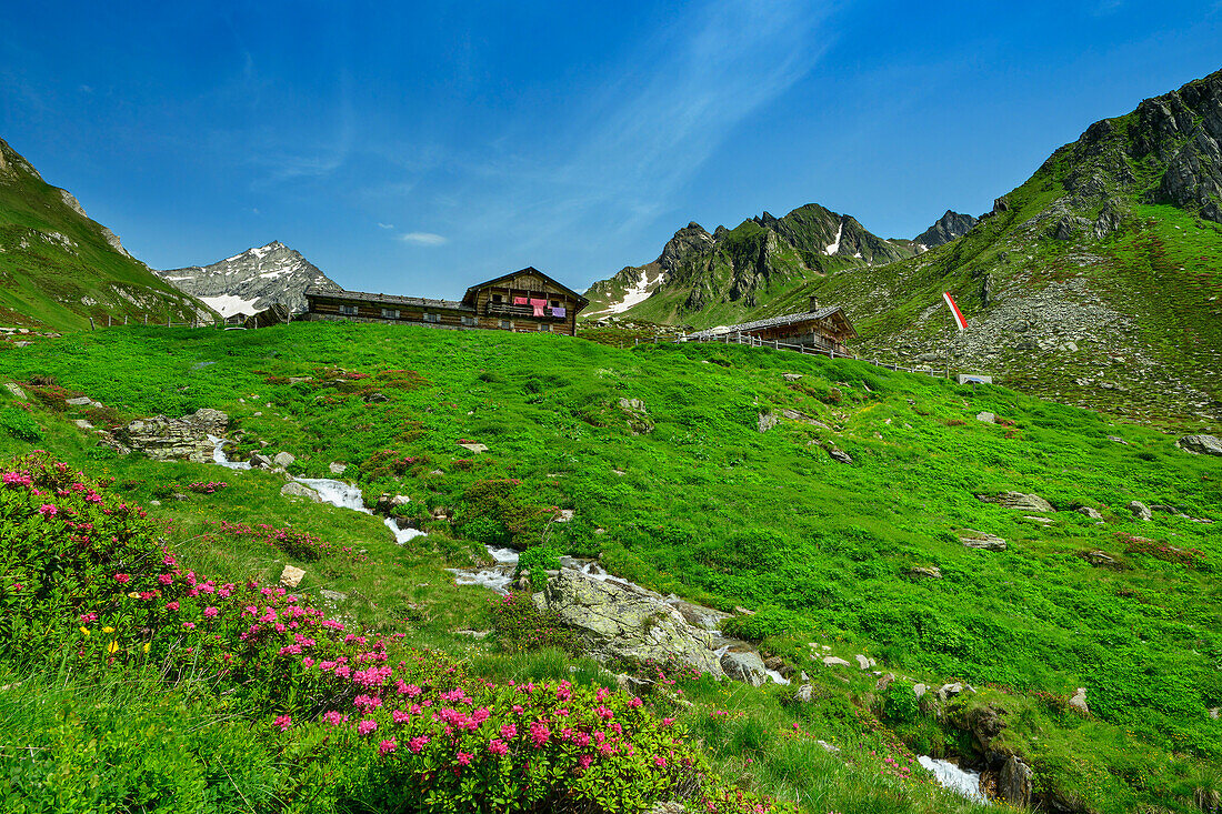  View of Eisbruggalm with alpine roses in the foreground, Pfunderer Höhenweg, Zillertal Alps, South Tyrol, Italy 