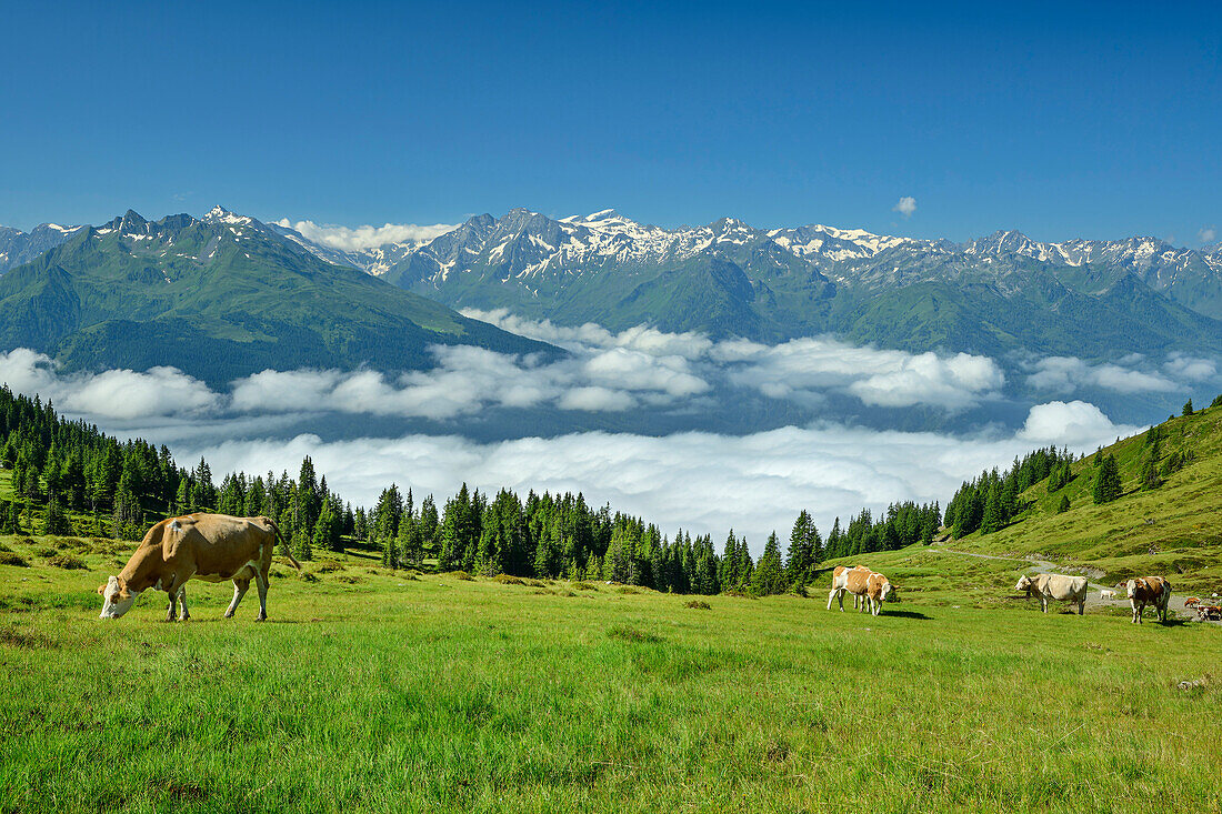  Cows grazing above the Salzach Valley, Hohe Tauern in the background, Pinzgauer Höhenweg, Kitzbühel Alps, Salzburg, Austria 