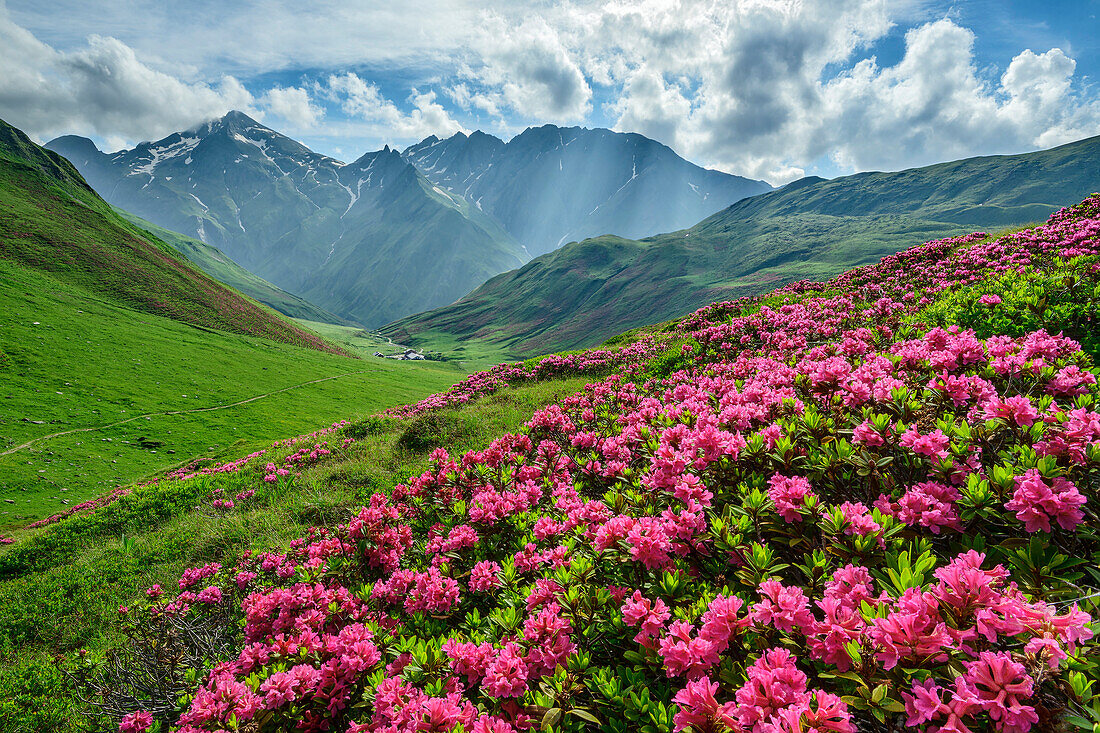  Blooming alpine rose fields with Pfunderer mountains in the background, Pfunderer Höhenweg, Zillertal Alps, South Tyrol, Italy 