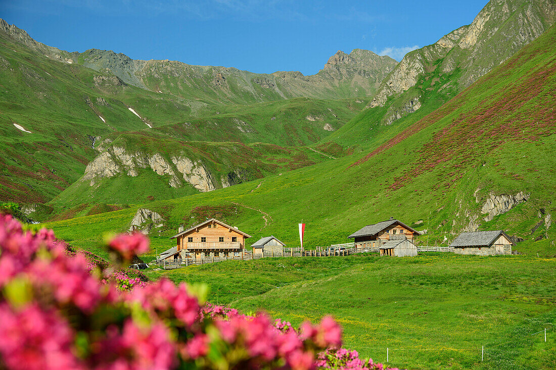 Blühende Alpenrosenfelder mit Labesebenhütte, Labesebenhütte, Pfunderer Höhenweg, Zillertaler Alpen, Südtirol, Italien