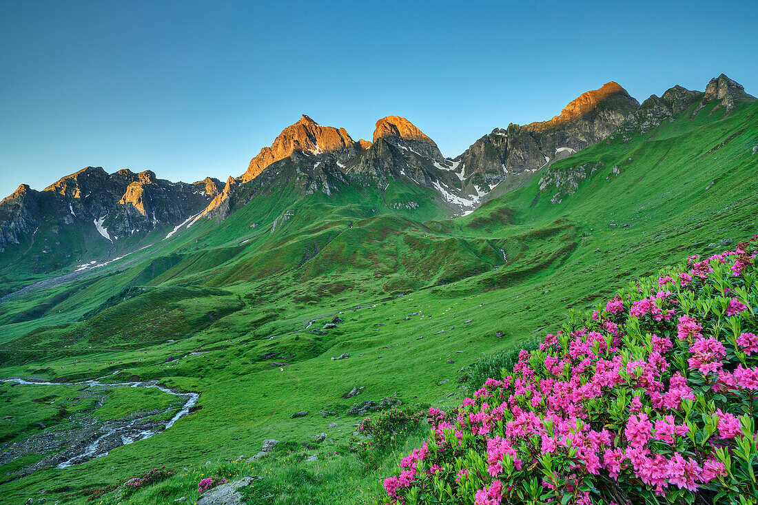  Blooming alpine roses with Wurmaulspitze and Eselskopf in the background, Kellerscharte, Pfunderer Höhenweg, Zillertal Alps, South Tyrol, Italy 