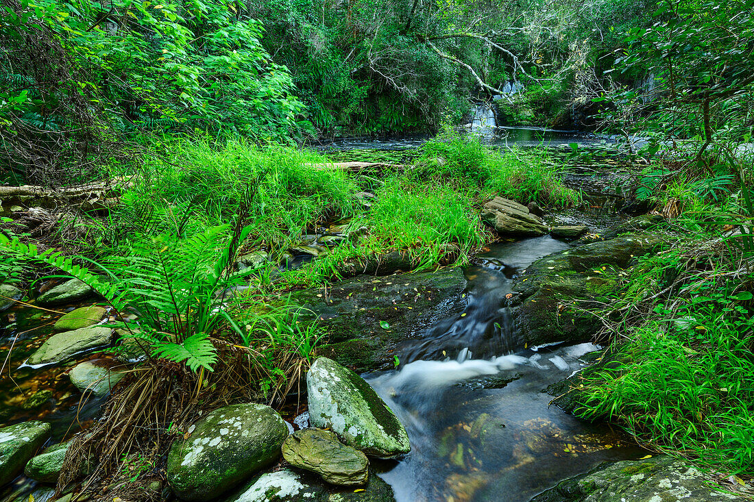 Gebirgsbach fließt durch Wald, Otter Trail, Tsitsikamma Section, Garden Route National Park, Eastern Cape, Südafrika