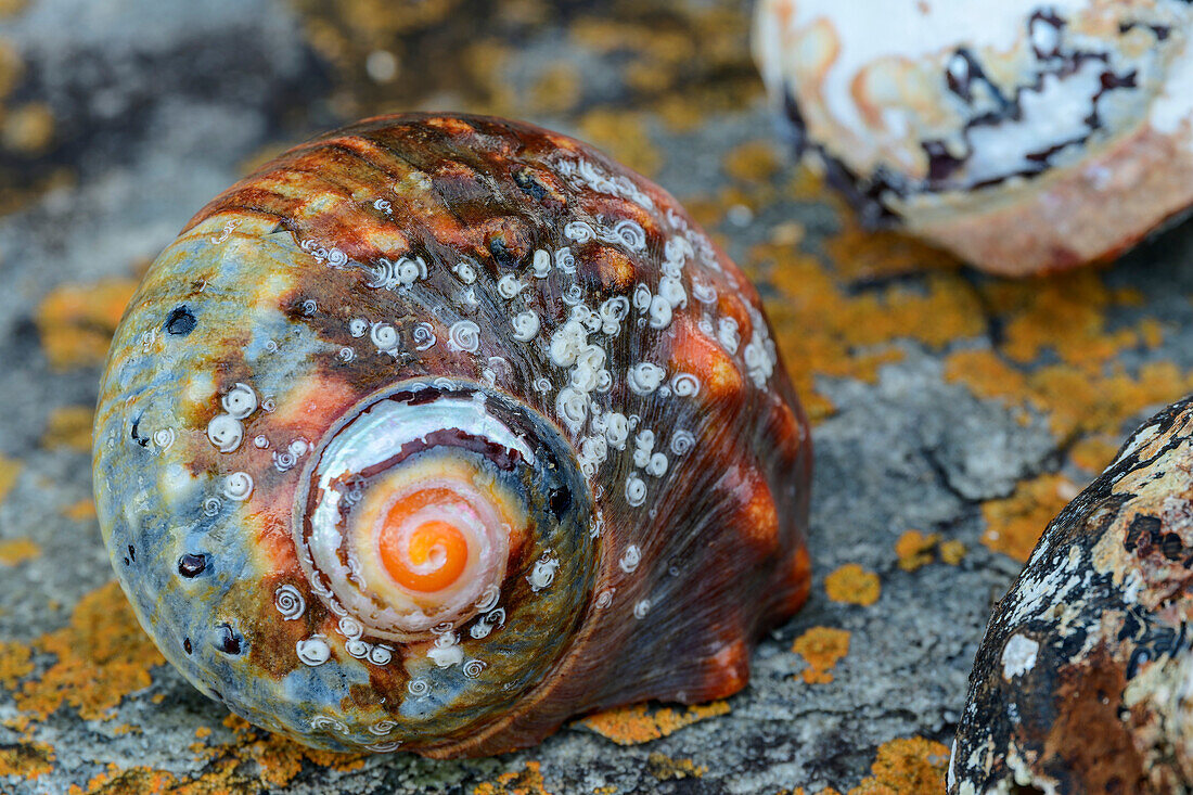  South African Turban Snail, Otter Trail, Tsitsikamma Section, Garden Route National Park, Eastern Cape, South Africa 