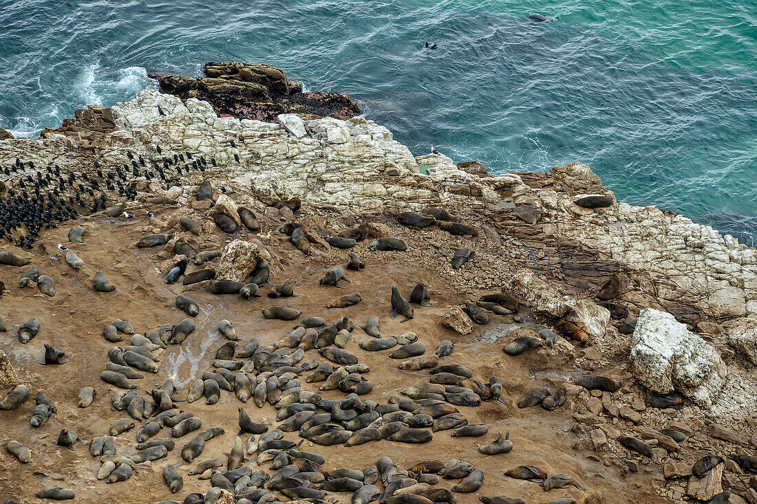 Robbenkolonie auf einem Felsvorsprung auf Robberg Island, Robberg Nature Reserve, Garden Route National Park, Western Cape, Südafrika