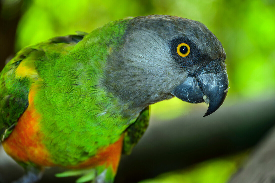  Rufous-rumped Parrot, Pionus, Birds of Eden, Plettenberg Bay, Western Cape, South Africa 