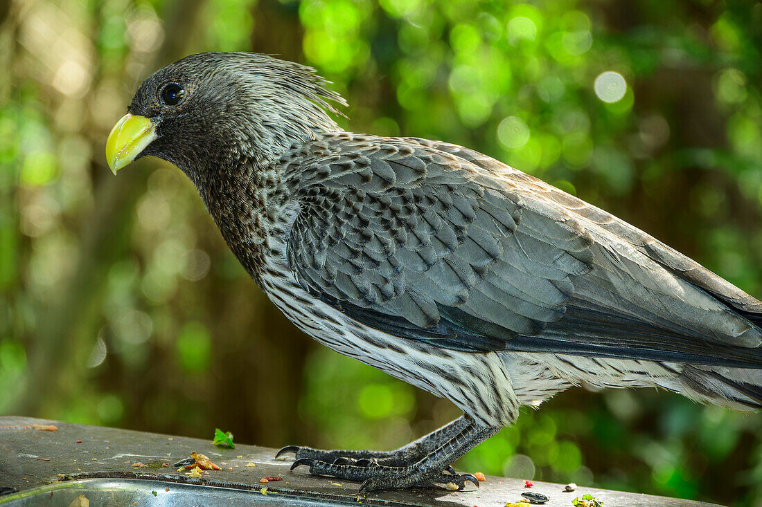  Black-tailed Noisybird, Crinifer piscator, Birds of Eden, Plettenberg Bay, Western Cape, South Africa 