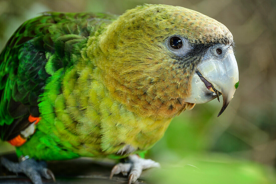  Cape Parrot, Poicephalus robustus, Birds of Eden, Plettenberg Bay, Western Cape, South Africa 