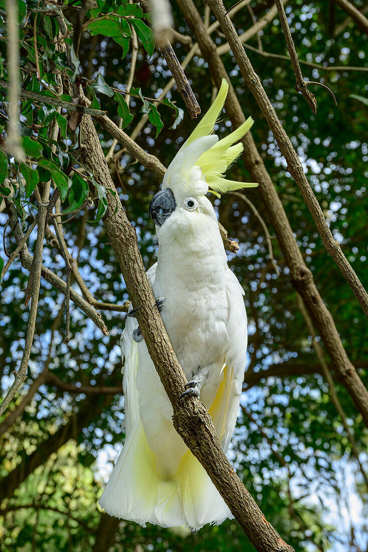  Sulphur-crested Cockatoo, Cacatua galerita, Birds of Eden, Plettenberg Bay, Western Cape, South Africa 