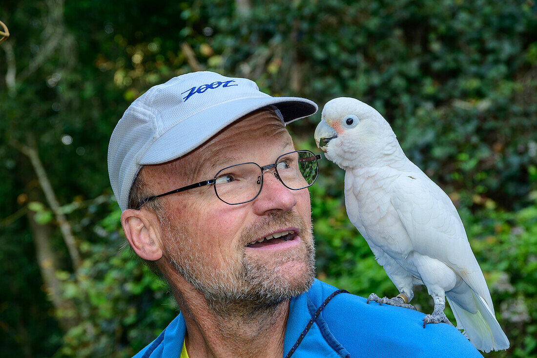 Goffinkakadu sitzt bei Mann auf der Schulter und beisst ins Ohr, Cacatua goffiniana, Birds of Eden, Plettenberg Bay, Western Cape, Südafrika