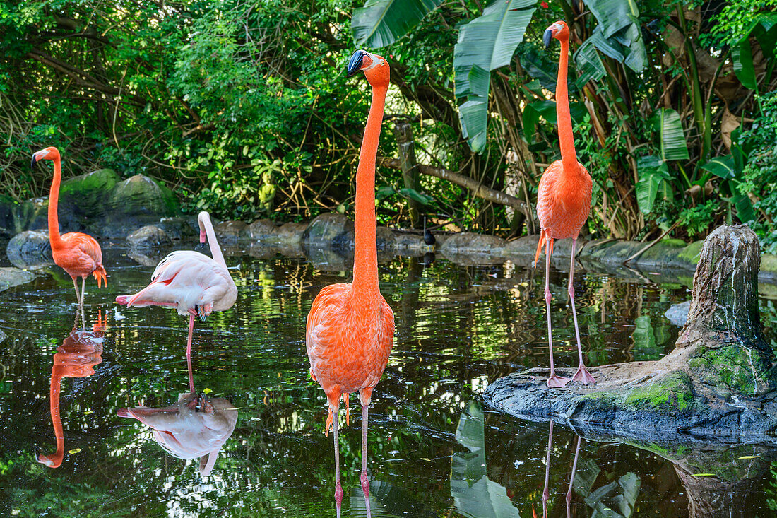  Red Flamingo, Phoenicopterus ruber, Birds of Eden, Plettenberg Bay, Western Cape, South Africa 