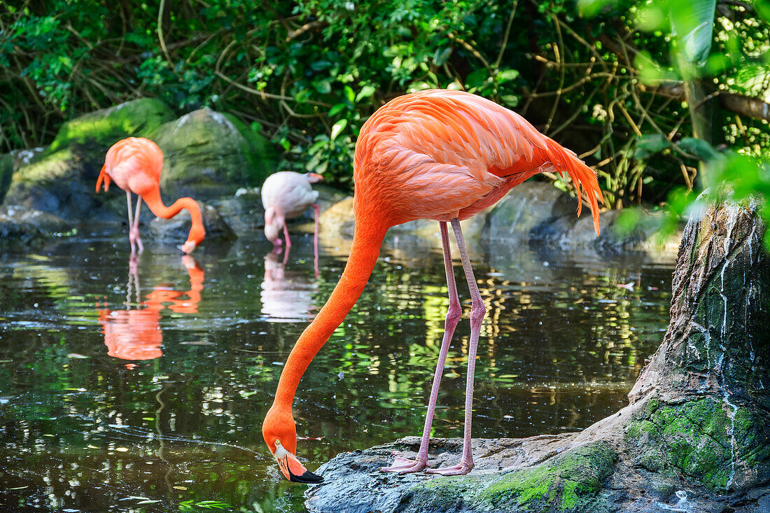 Roter Flamingo, Phoenicopterus ruber, Birds of Eden, Plettenberg Bay, Western Cape, Südafrika