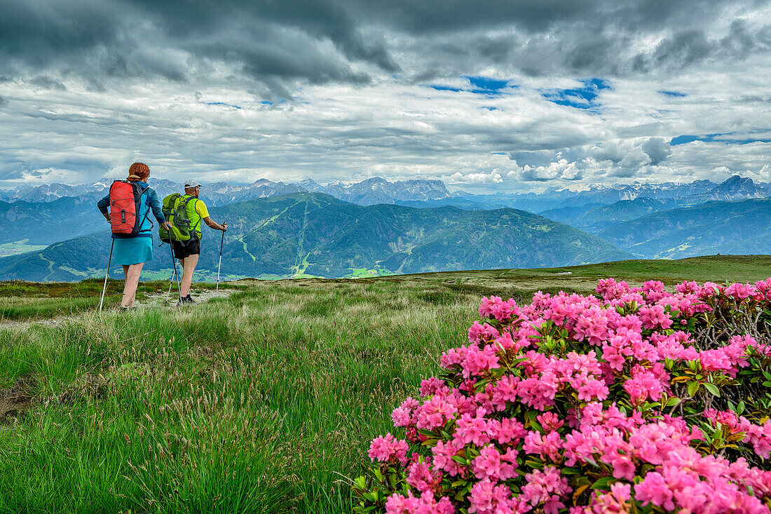 Mann und Frau beim Wandern steigen vom Sambock ab, Alpenrosen im Vordergrund, Sambock, Pfunderer Höhenweg, Zillertaler Alpen, Südtirol, Italien