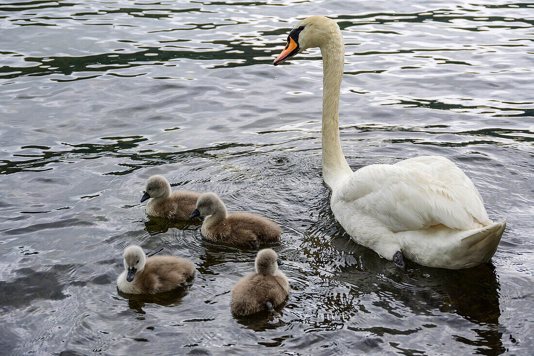 Schwan mit mehreren Jungen schwimmt im Millstätter See, Via paradiso, Millstätter See, Nockberge, Niedere Tauern, Kärnten, Österreich