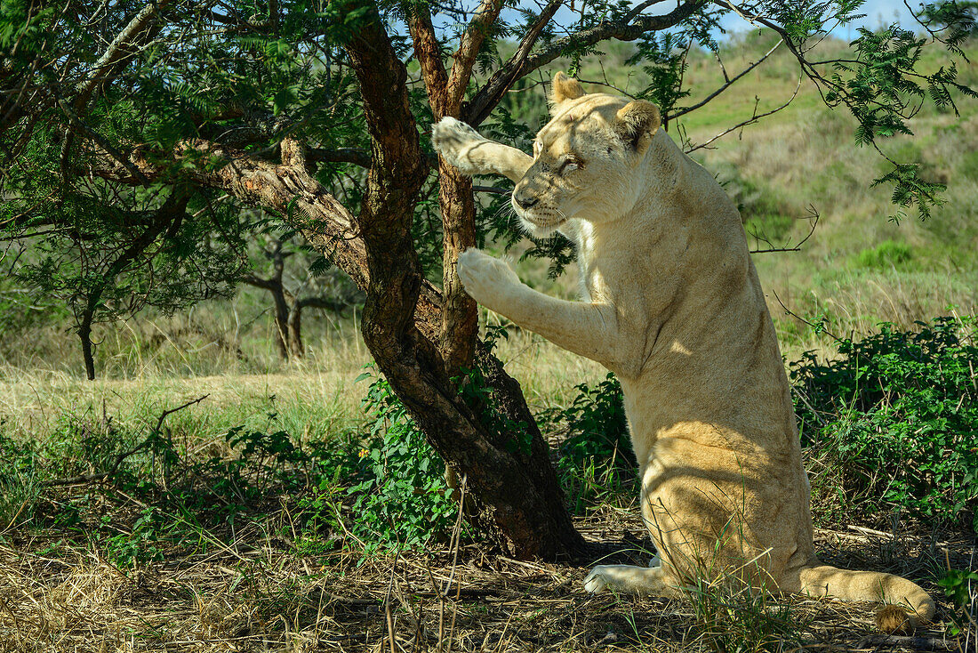  Lioness sharpening claws on tree, Lion Park, Lynnfield Park, Kwa Zulu Natal, South Africa 