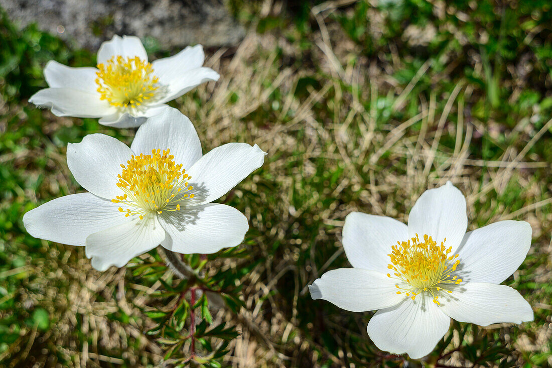  Small Alpine Pasque Flower, Brocken Anemone, Pulsatilla alpina subsp. austriaca, Southern Windbachspitz, Zillertal Alps, Tyrol, Austria 