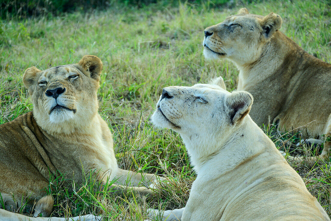  Three lionesses dozing with their eyes closed, Lion Park, Lynnfield Park, Kwa Zulu Natal, South Africa 