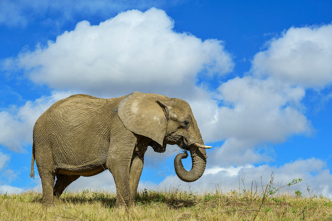  Elephant standing in the savannah and eating grass, Lion Park, Lynnfield Park, Kwa Zulu Natal, South Africa 