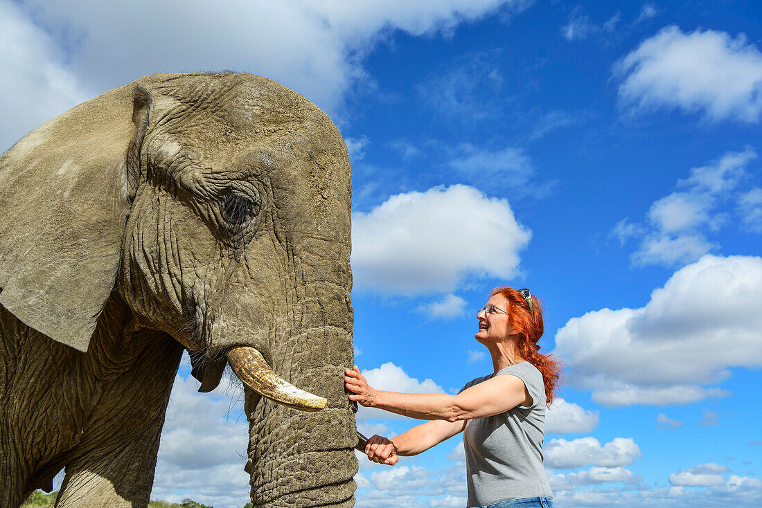 Frau streichelt Elefanten, Lion Park, Lynnfield Park, Kwa Zulu Natal, Südafrika