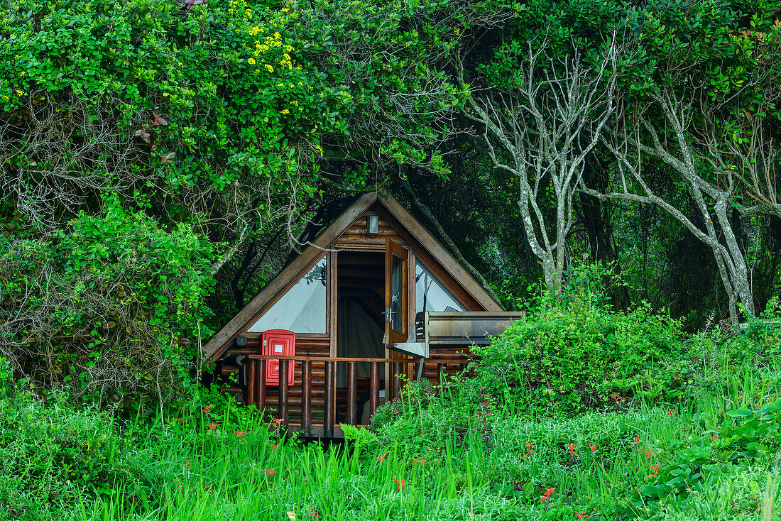 Hütte steht im Küstenwald, Storms River Rest Camp, Storms River, Tsitsikamma Section, Garden Route National Park, Eastern Cape, Südafrika