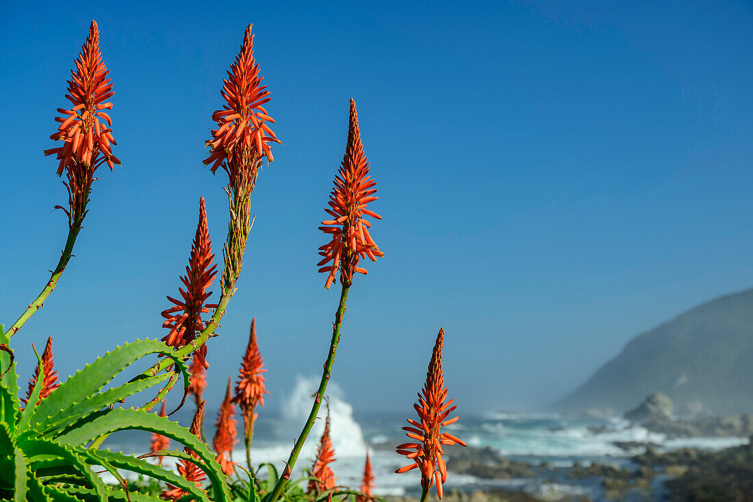  Red flowering aloe vera with ocean surf in the background, Storms River Mouth Trail, Tsitsikamma Section, Garden Route National Park, Eastern Cape, South Africa 